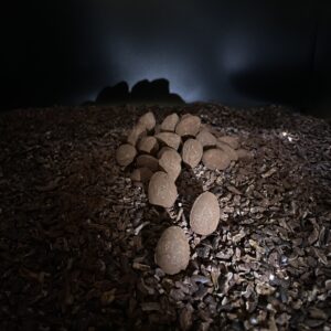 Oeuf fritures "Comètes" - Brandon Dehan - Chocolaterie Baumanière